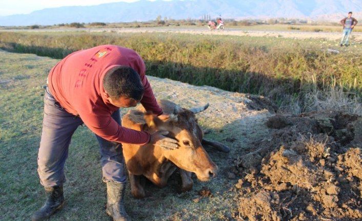 Tokat'ta su kanalına düşen ineği itfaiye kurtardı