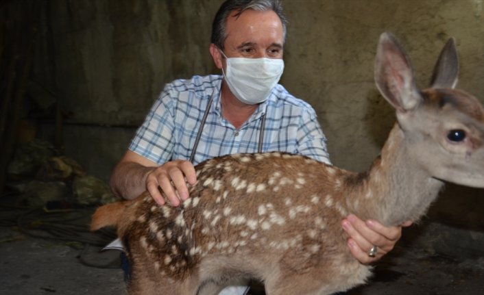 Kastamonu'da Belediye Başkanı'nın bulduğu kızıl geyik yavrusu korumaya alındı