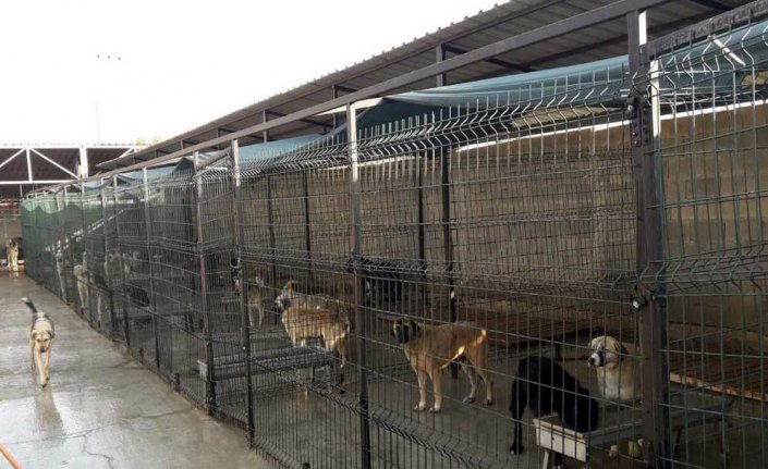 Safranbolu Belediyesi sokak hayvanlarına sahip çıkıyor