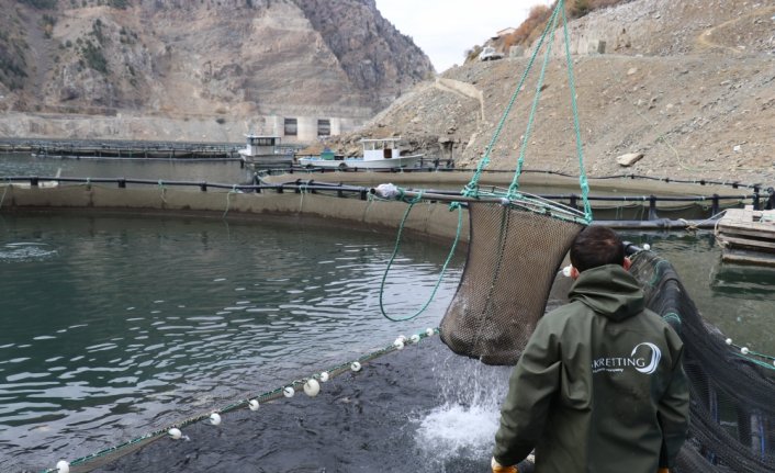 Torul Barajı gölünde yıllık 1200 ton balık üretiliyor