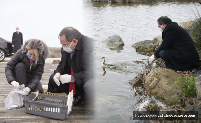 Yaralı ‘Bahri’ cinsi ördek sağlığına kavuşup doğaya salınırken, Kızılırmak Deltası’nda yeni bir kuş türü daha tespit edildi