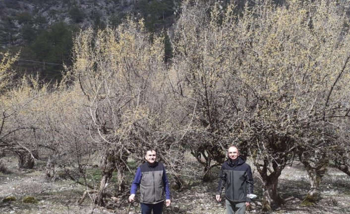Bolu Orman Bölge Müdürü Bıyıklı, Göynük'te kızılcık ormanını inceledi