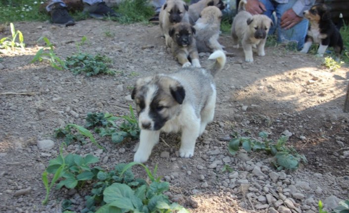 Artvin'de annesiz kalan 7 köpek yavrusu koruma altına alındı