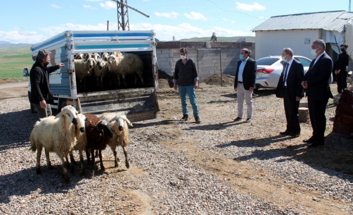 Bayburt Valisi Epcim, hayvanları kurt saldırısında telef olan besiciye 15 koyun hediye etti