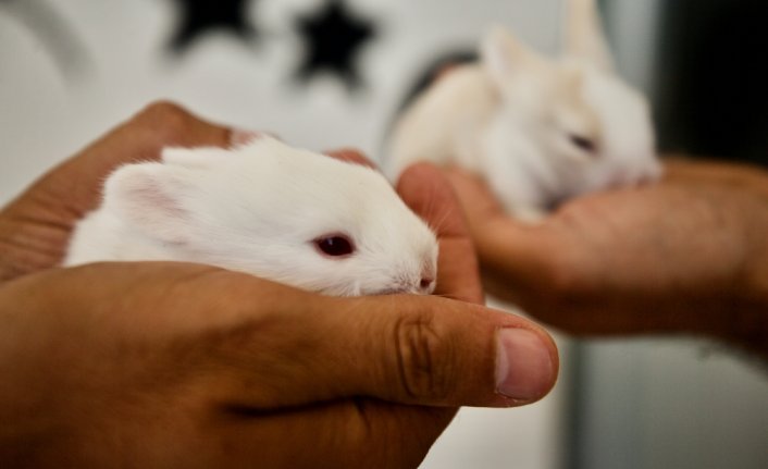 Düzce'de öğretmenlerin okul bahçesinde beslediği 9 tavşan yavrusu özel öğrencilerin maskotu oldu