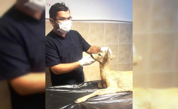 Safranbolu'da 2 yılda 877 sokak hayvanı ameliyat edildi