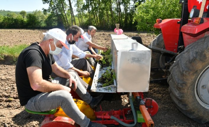 Samsun Büyükşehir Belediyesinden tıbbi aromatik bitki yetiştiriciliğine fide desteği