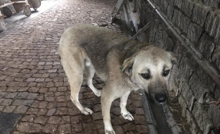 Samsun'da biri kulakları kesilmeye çalışılırken bulunan diğeri hasta iki sokak köpeği sağlığına kavuşturuldu