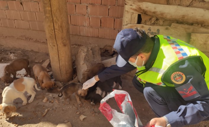 Tokat'ta jandarma ekipleri sokak hayvanlarını besledi
