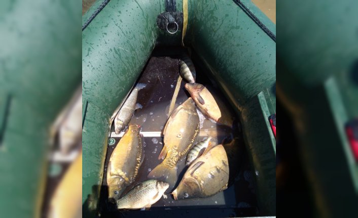 Bolu Gölköy Barajı'nda kaçak yollarla yakalanan 60 sazan balığı göle bırakıldı