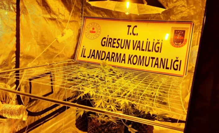 Giresun'da kamu arazisinde kenevir yetiştiren 2 kişi gözaltına alındı