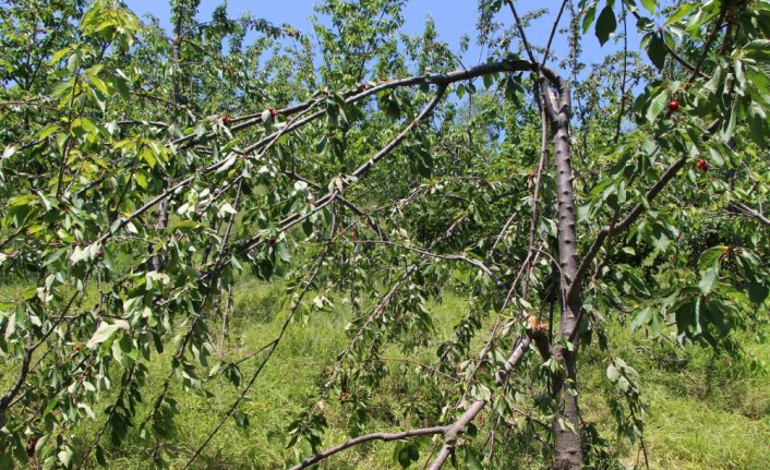 İnebolu ilçesinde ayılar köylerdeki meyve ağaçlarına zarar verdi