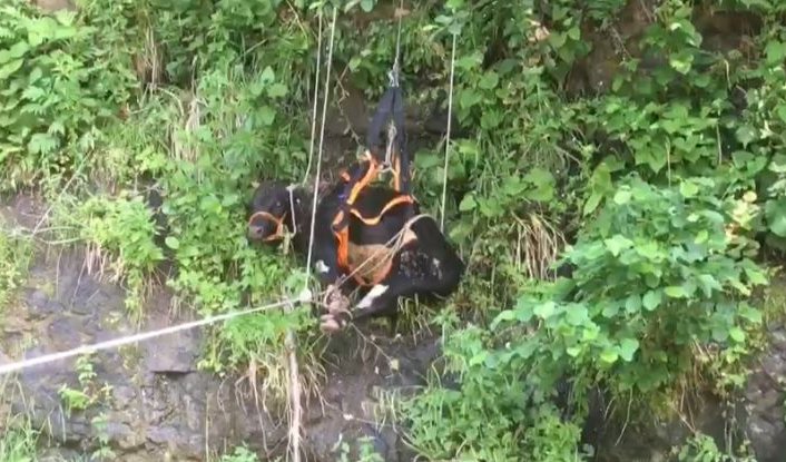 Trabzon'da ormanlık alanda mahsur kalan 3 inek itfaiye ekiplerince kurtarıldı