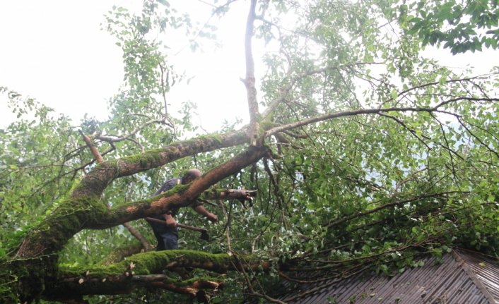 Giresun'da yağış nedeniyle devrilen ağaç eve zarar verdi