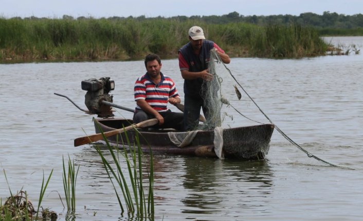 Samsun'da balıkçıları zarara uğratan İsrail sazanının popülasyonunu azaltmak için çalışma başlatıldı