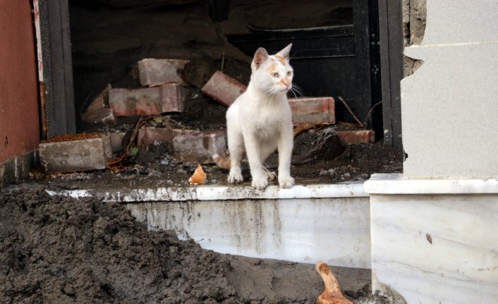 Bozkurt'taki sokak hayvanları selde kaybolan 