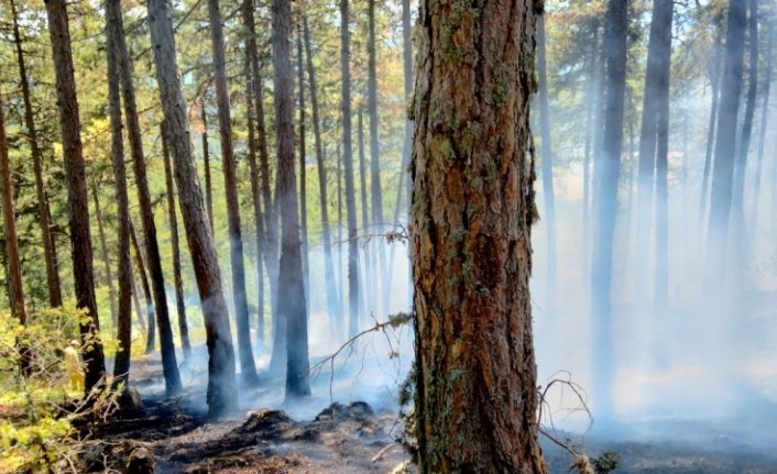 Kastamonu'da ormanlık alanda çıkan örtü yangını kontrol altına alındı