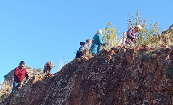 Artvin'de kayalıklarda mahsur kalan keçileri AFAD gönüllüleri kurtardı