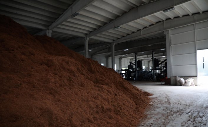 Çay çöpünden mangal kömürü üretecek fabrikada son aşamaya gelindi