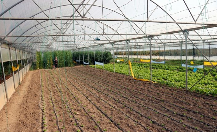 Kadın girişimci devlet desteğiyle büyüttüğü serasında sebze üretiyor