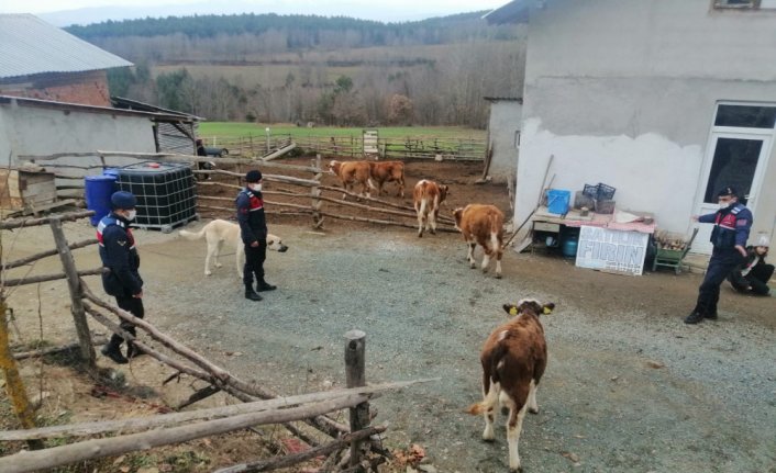 Kastamonu'da kaybolan hayvanlar jandarma ekiplerince 7 kilometre uzaklıkta bulundu