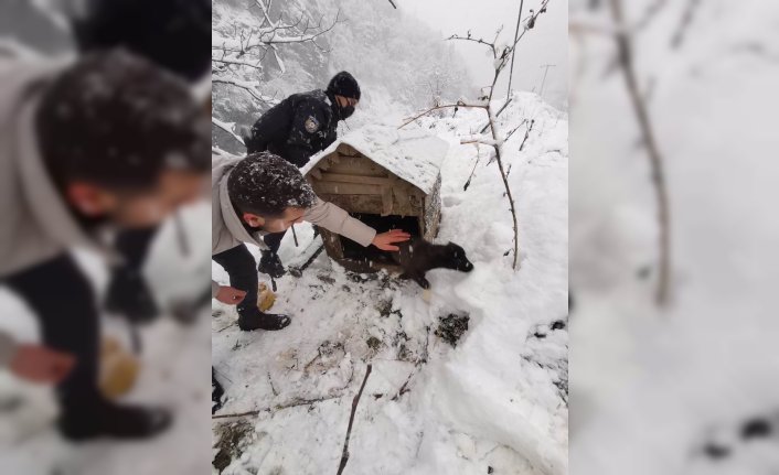 Doğankent'te soğuktan etkilenen sokak hayvanları için yem bırakıldı