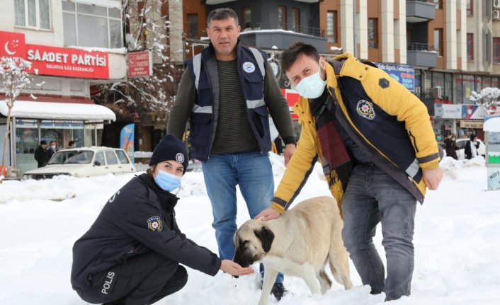Suluova Belediye Başkanı Üçok, sokak hayvanları için yem bıraktı
