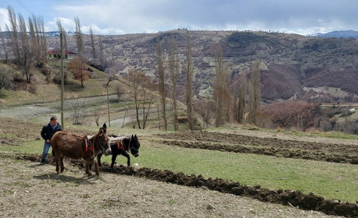 Amasya'da atıl bırakılan küçük ve eğimli arazileri tarıma kazandırıyor