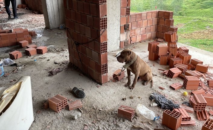 HAYDİ ekipleri, inşaatta zincirle bağlanan yasaklı ırk köpeği barınağa teslim etti
