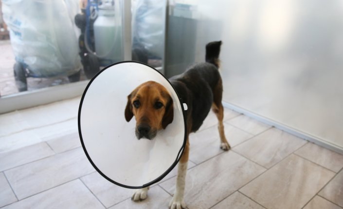 Köpeğin hastalık nedeniyle 23,5 kilograma ulaşan rahmi operasyonla alındı