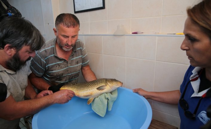Bolu'da sazan balığı sağımı gerçekleştirildi