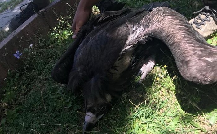 Uçmayı öğrenemediği için aç kalan kara akbaba yavrusu korumaya alındı