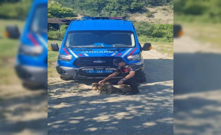 Zonguldak'ta kütükler arasına sıkışan 5 yavru köpek kurtarıldı