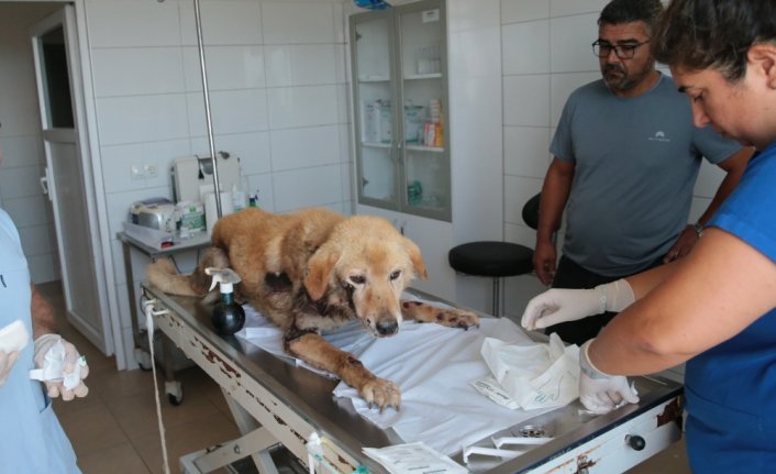 Bolu'da köpeğini aracına bağlayarak metrelerce sürükleyen kişiye para cezası