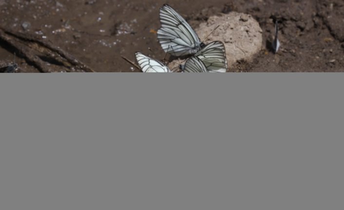 İklim değişikliğiyle birlikte Türkiye'de yeni kelebek türleri görülüyor