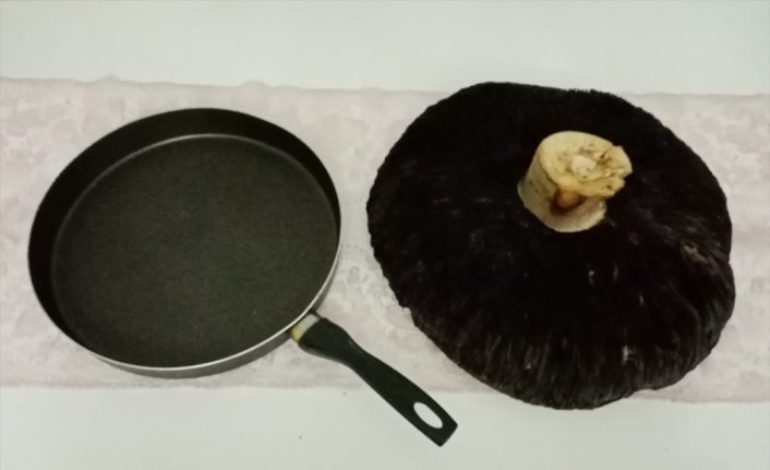 Tokat'ta bir kişi 3 kilogram ağırlığında mantar buldu