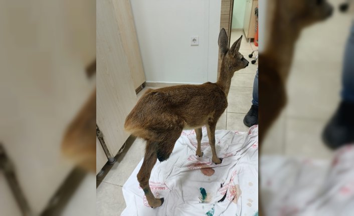 Trabzon'da bacağı kesilen yavru ceylan tedavi ediliyor