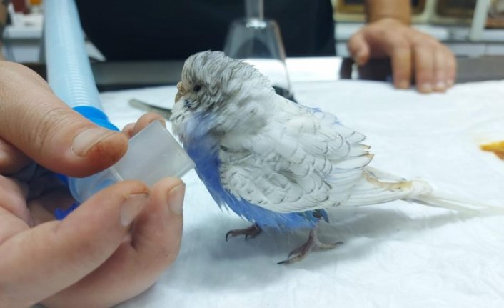 Zonguldak'ta yumurtlayamayan muhabbet kuşu ameliyat edildi