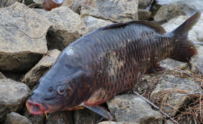 Balık ölümlerinin görüldüğü Bolu'daki Gölköy Barajı'ndan numune alındı