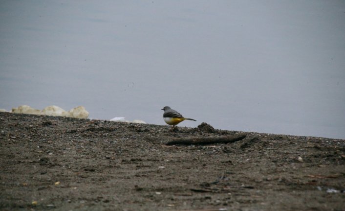 Yeniçağa Gölü göç mevsiminde mola veren kuşları ağırlıyor
