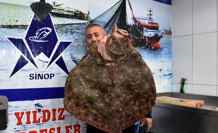 Sinop'ta balıkçı ağına 10 kilogramlık kalkan balığı takıldı