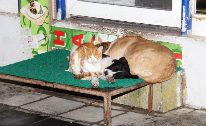 Amasya'da kedi ve köpeklerin dostluğu görenlerin dikkatini çekiyor