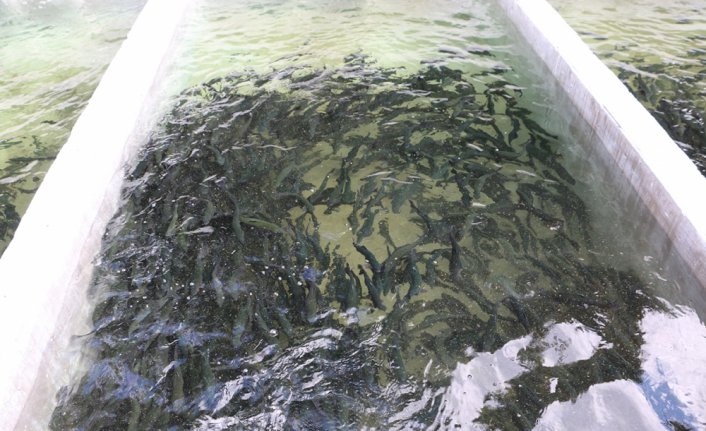 Bolu'daki tesislerde yılda 8,5 milyon balık yavrusu üretiliyor