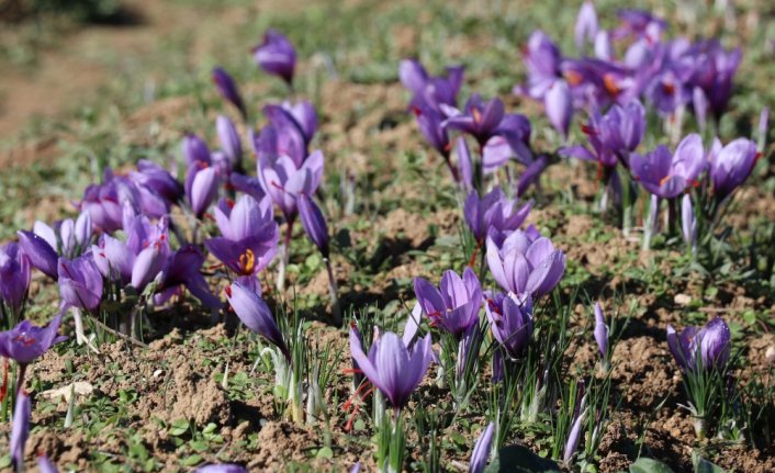 Karabük'te safran hasadı festivalle yapılacak