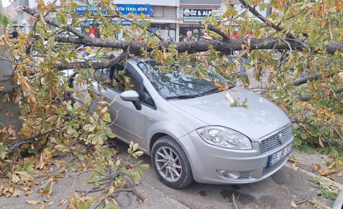 Bafra'da şiddetli rüzgarın devirdiği ağaç otomobillere zarar verdi