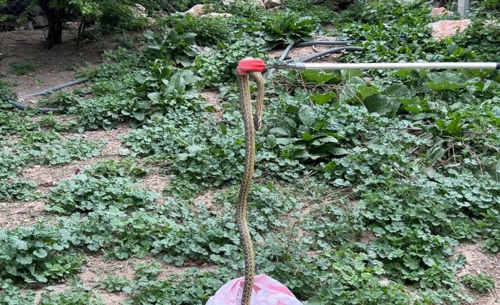 Tokat'ta evin bahçesinde bulunan yılan yakalanarak ormanlık alana bırakıldı