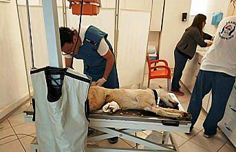 Giresun'da bacağı kırılan köpek Samsun'da tedavi edildi