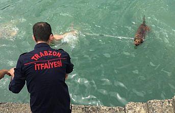 Trabzon'da denize düşen köpek kurtarıldı