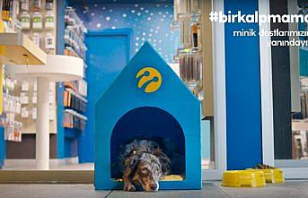 Turkcell'in bin 400 mağazası minik dostlara kapılarını açıyor