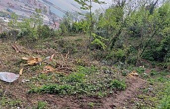 Trabzon'da ağaçların izinsiz kesilmesi